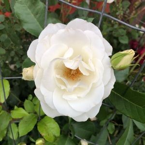 Meet your Posher, Renee